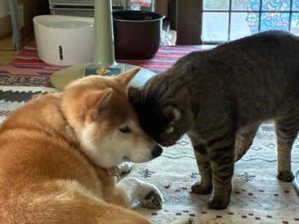 【仲良しの証拠】頭をグイグイこすりつける猫と、それを顔面で受け止める犬の姿が可愛らしいと話題に