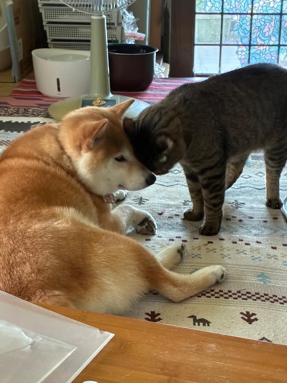 ワンちゃんの顔に頭をこすりつける猫ちゃん