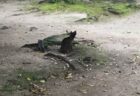 公園を散歩していたら猫を発見！逃げないな〜と思って近づいたら⋯猫そっくりなアレだった