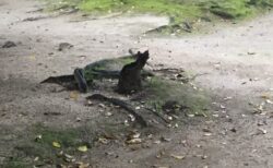 公園を散歩していたら猫を発見！逃げないな〜と思って近づいたら⋯猫そっくりなアレだった