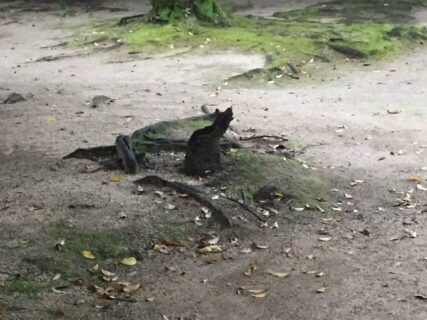 公園を散歩していたら猫を発見！逃げないな〜と思って近づいたら⋯猫そっくりなアレだった