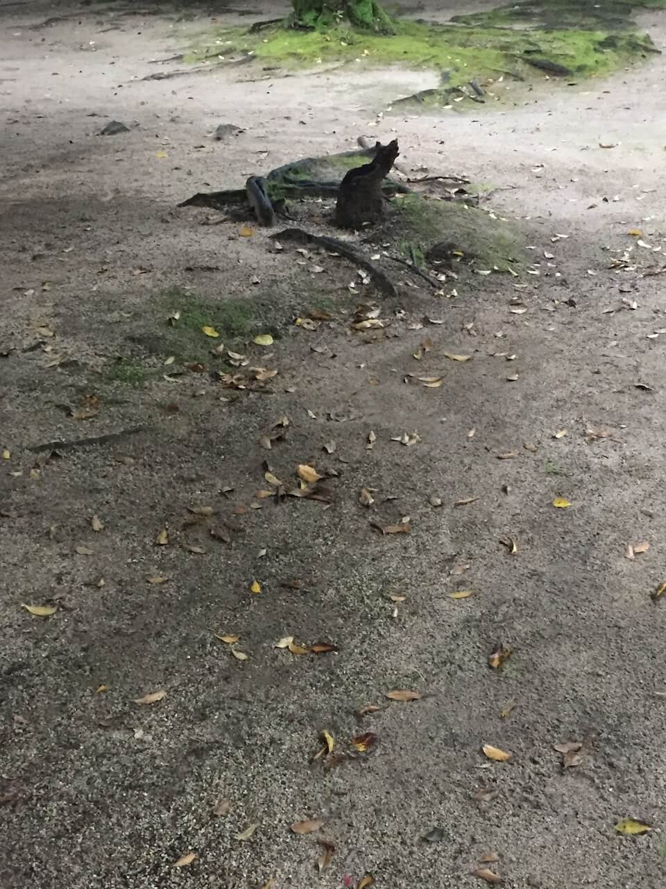 公園の木の根元に猫のようなシルエットに見える朽木がある様子