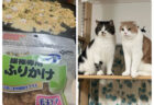 たこ焼きを作り始めたのにアレがない→冷蔵庫で見つけた猫用オヤツで代用する飼い主に冷たい視線が注がれる