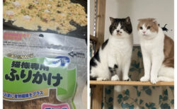 たこ焼きを作り始めたのにアレがない→冷蔵庫で見つけた猫用オヤツで代用する飼い主に冷たい視線が注がれる