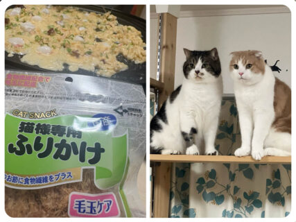 たこ焼きを作り始めたのにアレがない→冷蔵庫で見つけた猫用オヤツで代用する飼い主に冷たい視線が注がれる