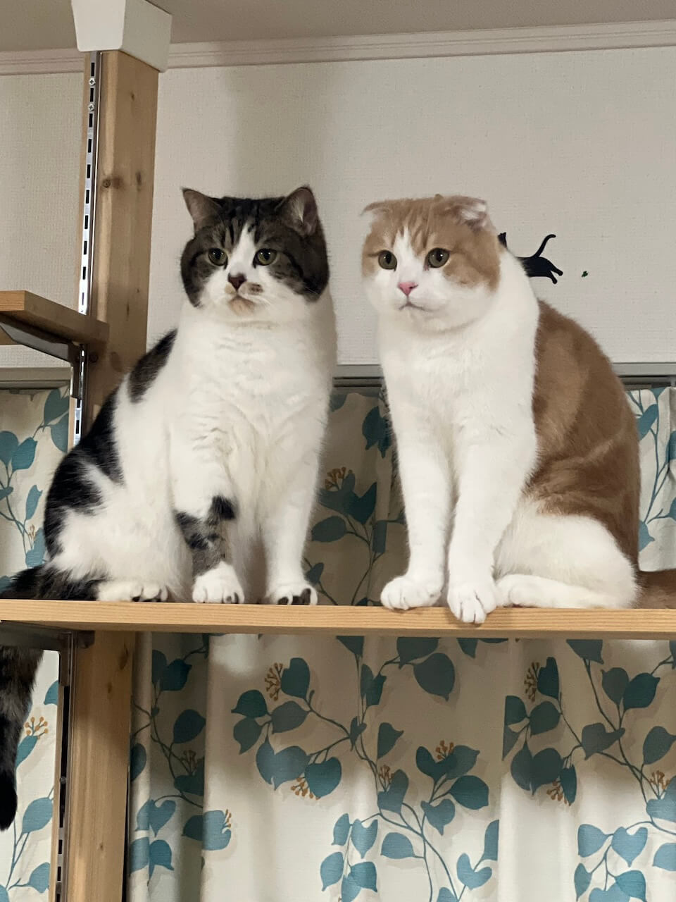 棚の上に並んで座り正面を見つめる2匹の猫