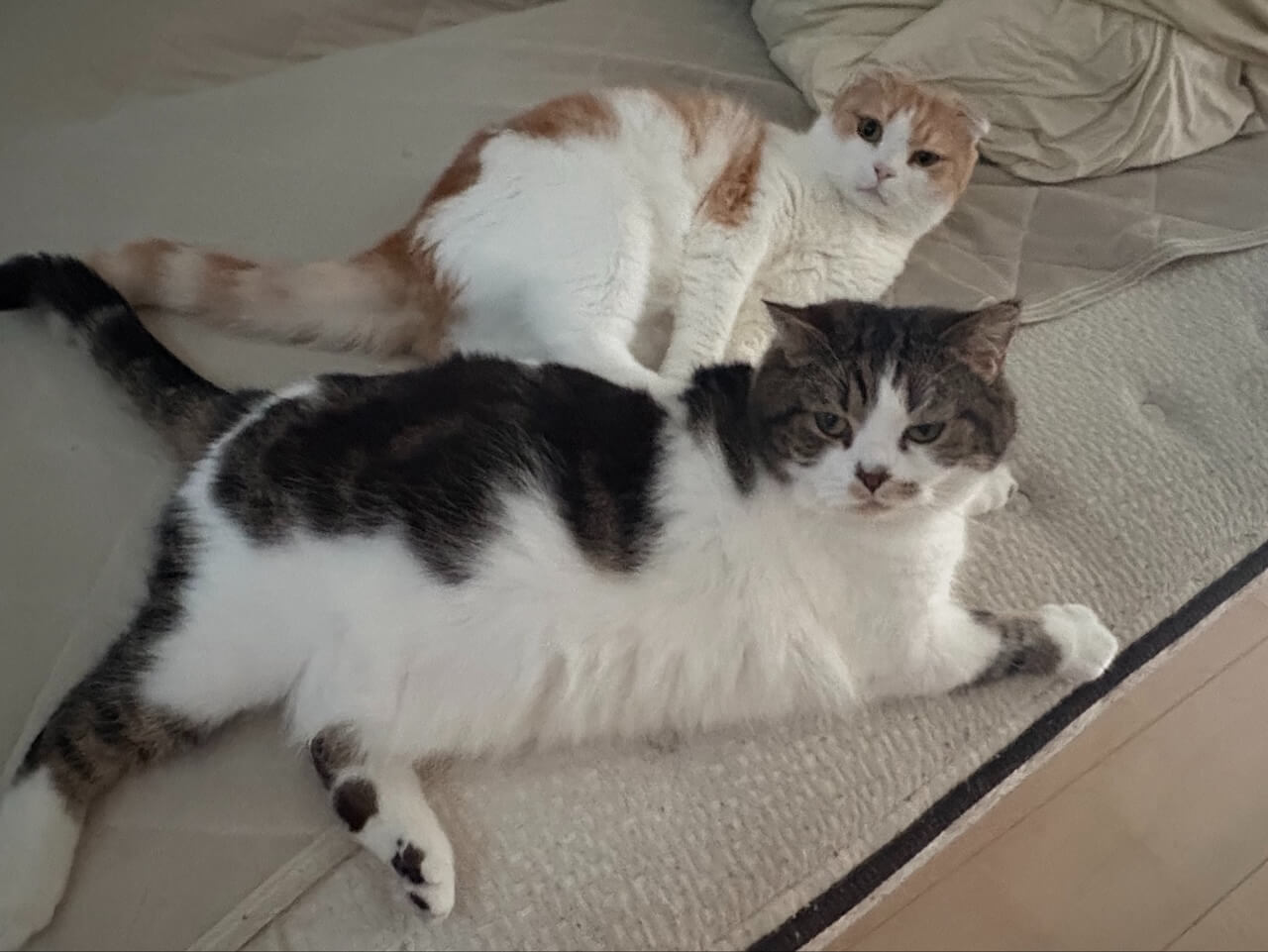 室内でくつろぐおにく君ととろ君