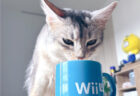 水を飲むたび「エライね〜」とほめ続けた結果、飼い主を呼びに来るようになった猫の行動が可愛すぎると話題に