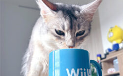 水を飲むたび「エライね〜」とほめ続けた結果、飼い主を呼びに来るようになった猫の行動が可愛すぎると話題に