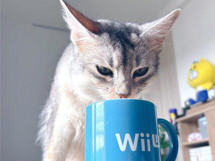 水を飲むたび「エライね〜」とほめ続けた結果、飼い主を呼びに来るようになった猫の行動が可愛すぎると話題に