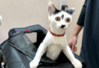 【100点満点の表情】動物病院に連れて来られた猫ちゃんのビックリ顔に、19万いいねの大反響