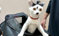 【100点満点の表情】動物病院に連れて来られた猫ちゃんのビックリ顔に、19万いいねの大反響