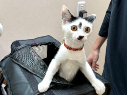 【100点満点の表情】動物病院に連れて来られた猫ちゃんのビックリ顔に、19万いいねの大反響