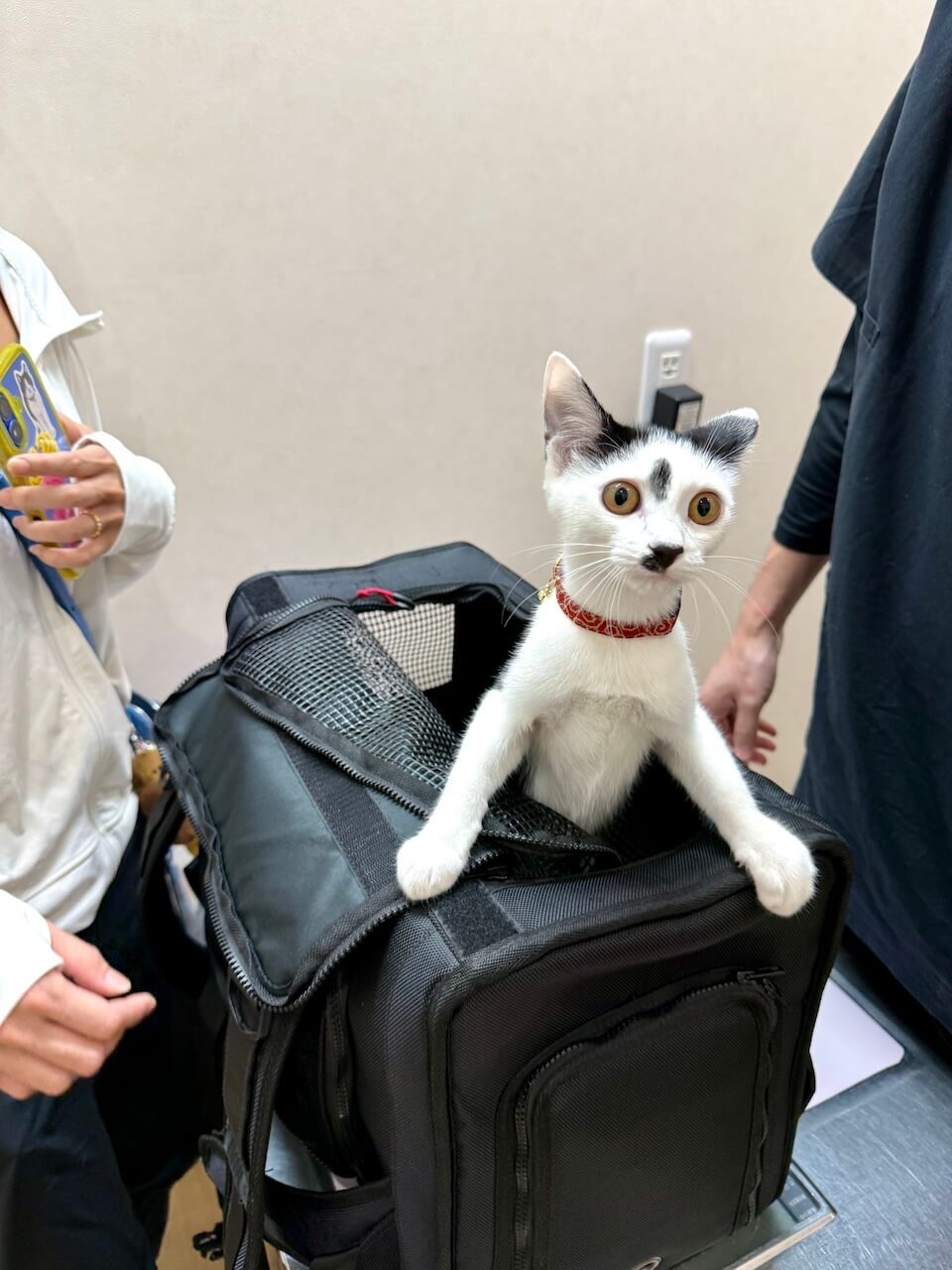 黒いキャリーケースから顔を出して目を大きく見開くコマちゃん