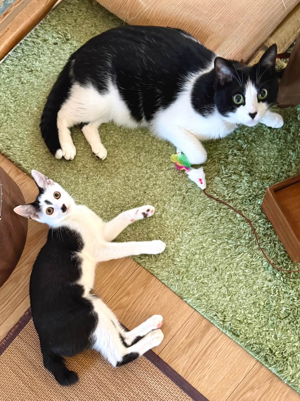 先住猫のフジくんと一緒に過ごすコマちゃん