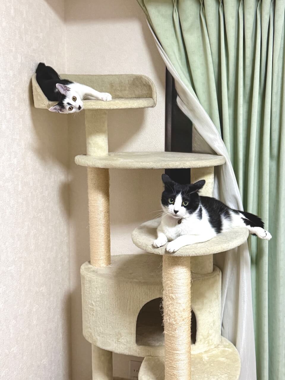 キャットタワーで一緒に過ごすフジくんとコマちゃん