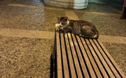 【いつの間に？】離れて座ったのに、気づいたら隣に移動していた猫の行動に31万人がほっこり