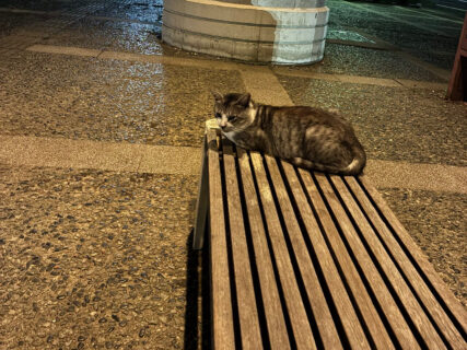 【いつの間に？】離れて座ったのに、気づいたら隣に移動していた猫の行動に31万人がほっこり