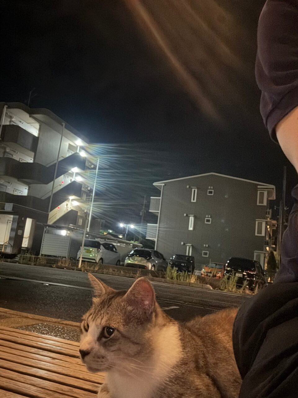 ベンチで亀尾さんのすぐ隣に座る猫